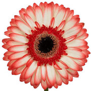 Kosta Boda Glass Glass 1950s Vicke Lindstrand 'Colora' att. series for Kosta, Modernist Red Gerbera Charger | Rare